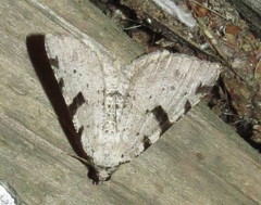 Macaria subcessaria