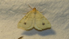 Macaria ribearia