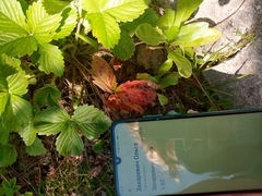 Diplocarpon fragariae
