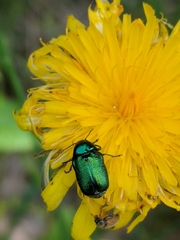 Cryptocephalus sericeus