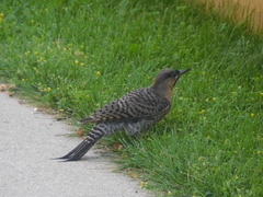 Colaptes auratus