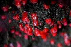 Corynactis californica