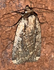 Eueretagrotis attentus