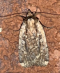 Eueretagrotis attentus