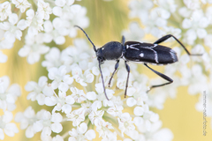 Chlorophorus sartor