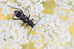 Chlorophorus sartor
