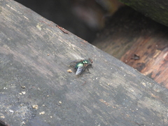 Hypopygiopsis