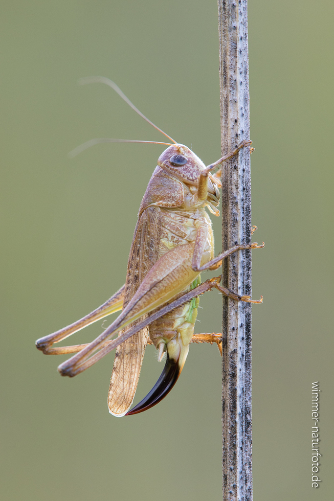 Grey Bush-cricket