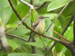 Leptocoma calcostetha