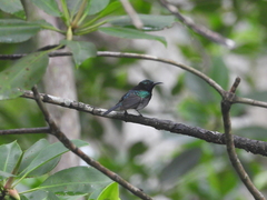 Leptocoma calcostetha