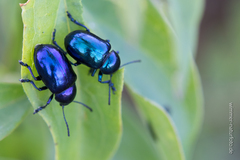 Chrysochus asclepiadeus