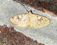 Palpita arsaltealis