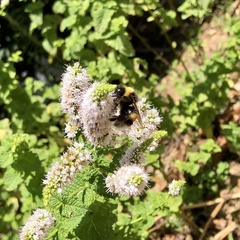 Bombus cryptarum
