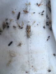 Catoptria latiradiellus