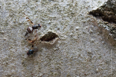 Myennis octopunctata