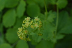 Alchemilla