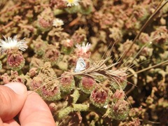 Brephidium exilis exilis