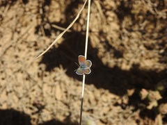 Brephidium exilis exilis