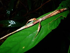 Septopenna