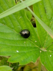 Coptosoma scutellatum