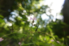 Geranium robertianum
