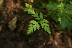 Geranium robertianum