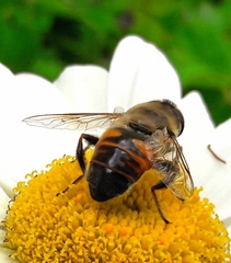 Eristalis tenax