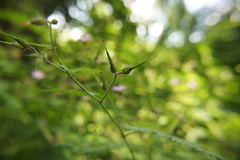 Geranium robertianum