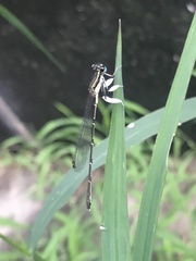 Platycnemis phyllopoda
