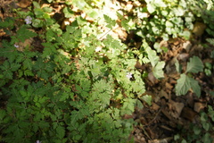 Geranium robertianum