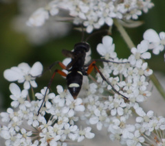 Cryptocheilus versicolor