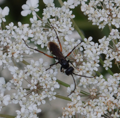 Cryptocheilus versicolor