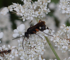 Cryptocheilus versicolor