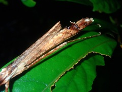 Septopenna