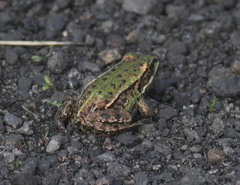 Pelophylax
