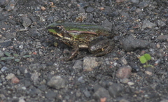 Pelophylax