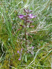Pedicularis palustris