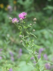 Centaurea scabiosa apiculata