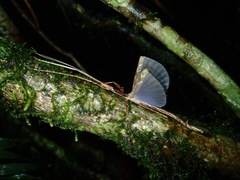 Septopenna