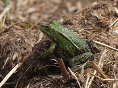 Pelophylax