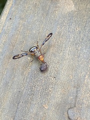 Idana marginata