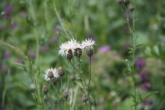 Centaurea scabiosa apiculata