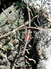 Cladonia glauca