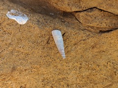 Albinaria teres