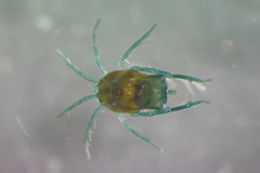 Arrenurus