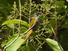 Rubigula cyaniventris