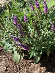 Veronica spicata spicata