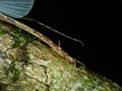 Septopenna