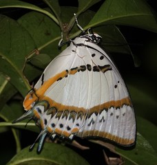 Polyura nepenthes