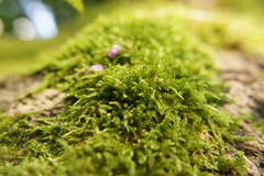 Hypnum cupressiforme